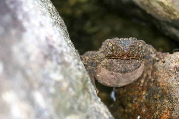 Large frog toad perched on rock in a waterfall