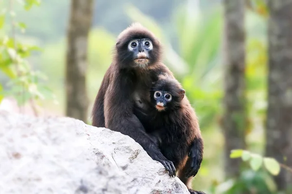 Mutter und Affenbaby oder dämmernder Langur beobachteten den Wald — Stockfoto