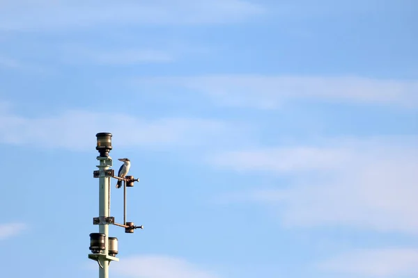 Kingfisher aves posan en la torre de telecomunicaciones contra el sk — Foto de Stock