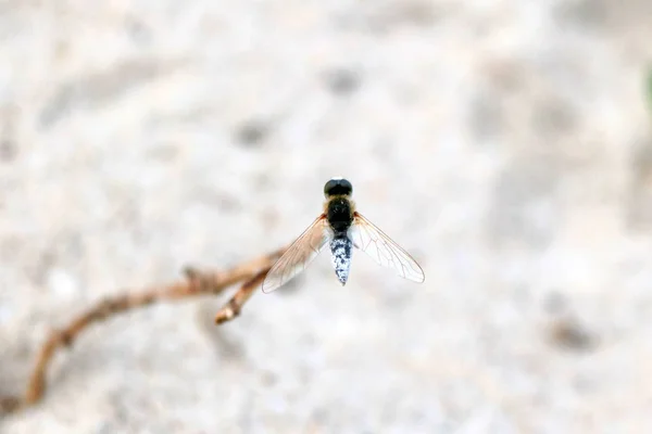 Piękna niebieska i biała mucha na gałęzi — Zdjęcie stockowe