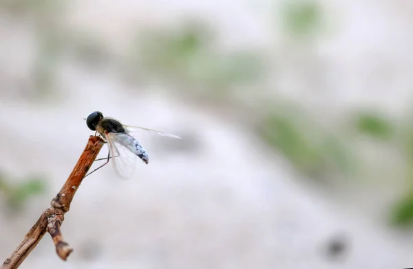 Bela mosca azul e branca empoleirada em um ramo — Fotografia de Stock