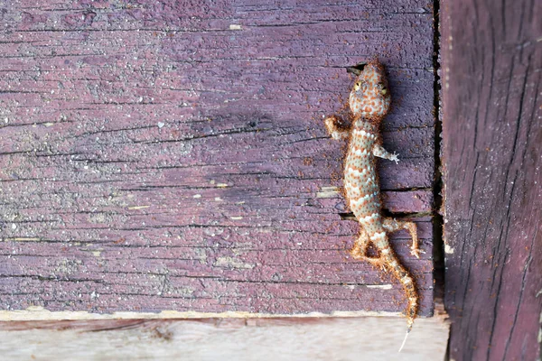 Mieren Swarm eet de karkassen van dode gecko — Stockfoto