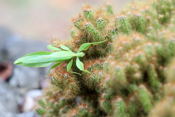 Insecte des feuilles sur le cactus — Photo