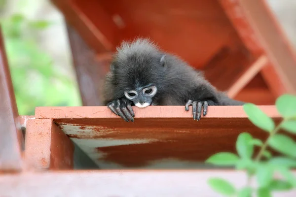 Cute Monkey or Dusky langur sitting on the balcony — Stock Photo, Image