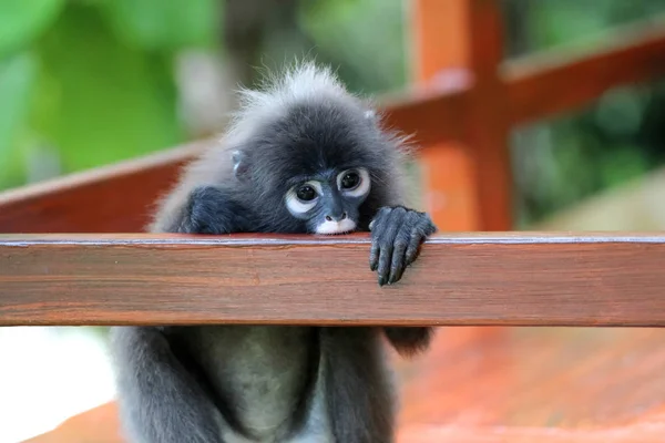 Симпатичная обезьяна или сумасшедший человек, сидящий на балконе — стоковое фото