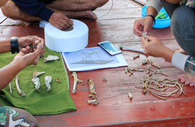 Örnek toplama ve bir maymun iskeleti çalışma
