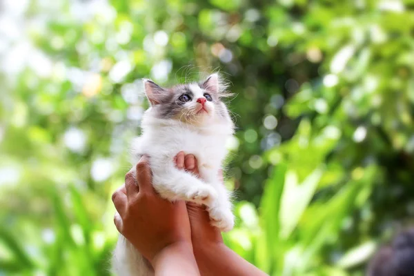 Hermoso gatito en la palma de la mano, Mujer está acariciando un pequeño gatito . — Foto de Stock