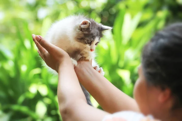 Hermoso gatito en la palma de la mano, Mujer está acariciando un pequeño gatito . — Foto de Stock
