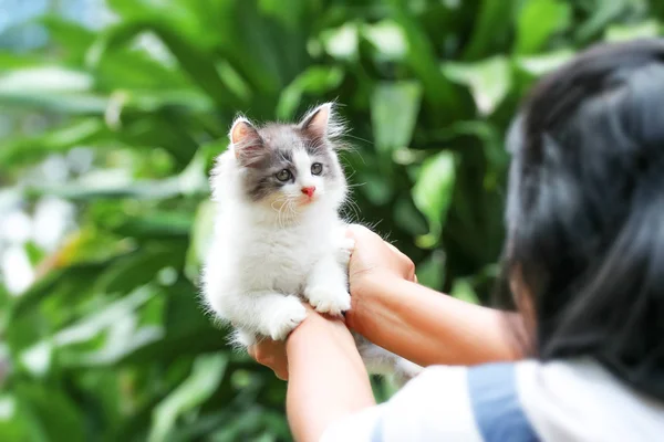 Kucing cantik di telapak tangan, Perempuan membelai anak kucing kecil . — Stok Foto