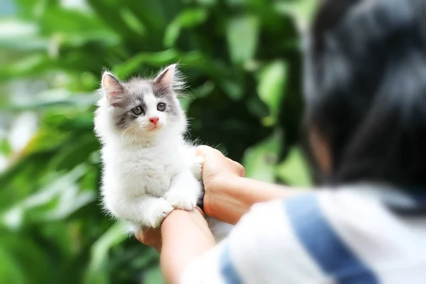 Hermoso gatito en la palma de la mano, Mujer está acariciando un pequeño gatito . — Foto de Stock