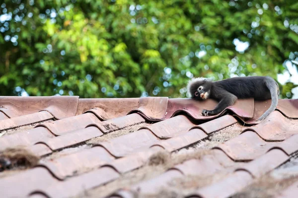 Dusky Spectacled Langur or leaf monkey lay on the roof — Stock Photo, Image