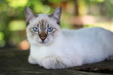 Bahçede oynayan güzel kedi 