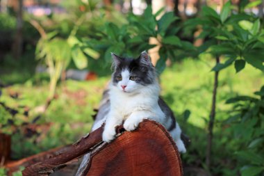 Güzel kedi bahçede ahşap bir kereste üzerinde oynuyor..