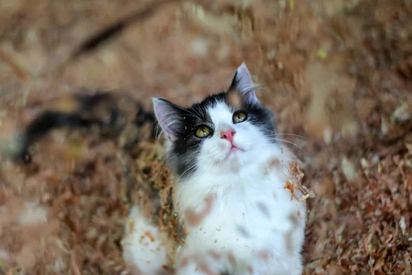 Beautiful cat playing on wooden sawdust — Stock Photo, Image