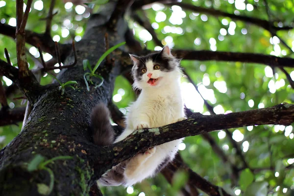 Bellissimo gatto bloccato in un albero in giardino — Foto Stock