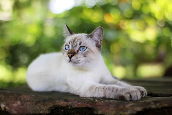 Bellissimo gatto che gioca in giardino verde — Foto Stock