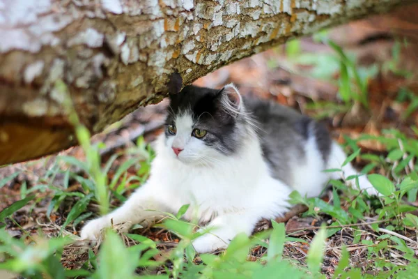 Bellissimo gatto che gioca su un legno in giardino . — Foto Stock