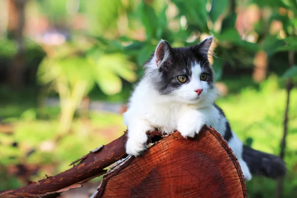 Hermoso gato jugando en una madera en el jardín . — Foto de Stock