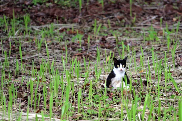 Beautiful cat playing in the garden green nature — Stock Photo, Image