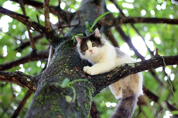 Красивая маленькая кошечка застряла на дереве в саду Стоковая Картинка