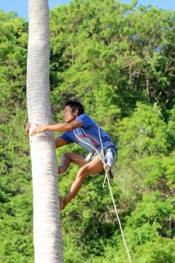 Samui 'deki bahçede hasat yapmak için hindistan cevizi ağaçlarına tırmanan adam!