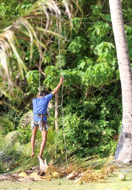 Samui 'deki bahçede hasat yapmak için hindistan cevizi ağaçlarına tırmanan adam!