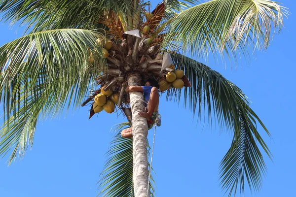 Чоловік лазить по кокосових деревах, щоб збирати врожай на острові Самуї. — стокове фото