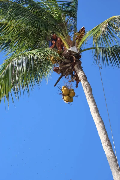 Homme grimpant aux cocotiers pour récolter dans le jardin de l'île de Samui — Photo