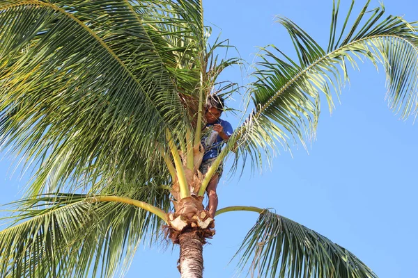 Muž lezení kokosové stromy sklízet v zahradě na ostrově Samui — Stock fotografie