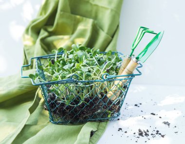 Ayçiçeği microgreen sepet