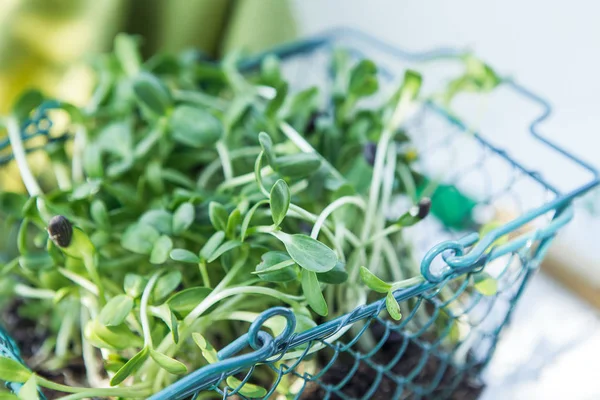 Sunflower microgreen in the basket — Stock Photo, Image