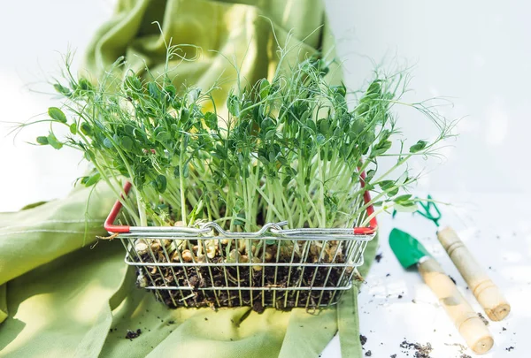 Pea microgreen in the basket — Stock Photo, Image