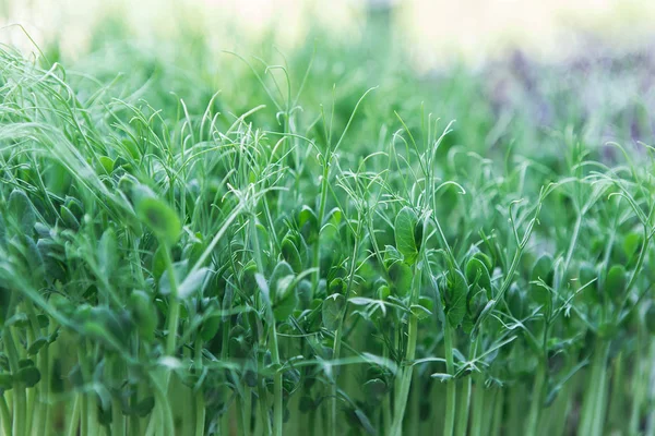 Fresh Pea Microgreen Background Bokeh — Stock Photo, Image