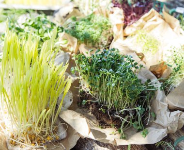 Doğal ışıkta mikroyeşil arka plan