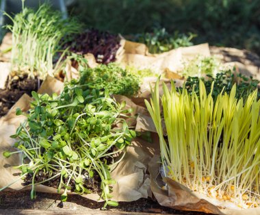 Doğal ışıkta mikroyeşil arka plan