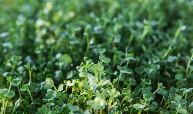 Doğal ışıkta mikroyeşil arka plan