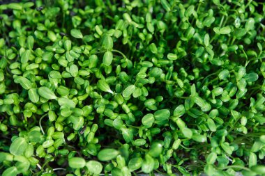 Doğal ışıkta mikroyeşil arka plan