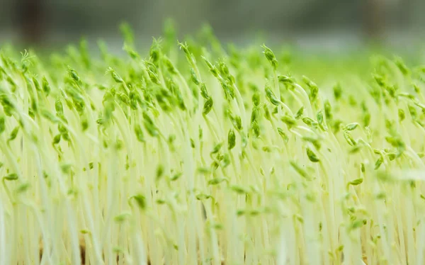Microgreen background in natural light — Stock Photo, Image