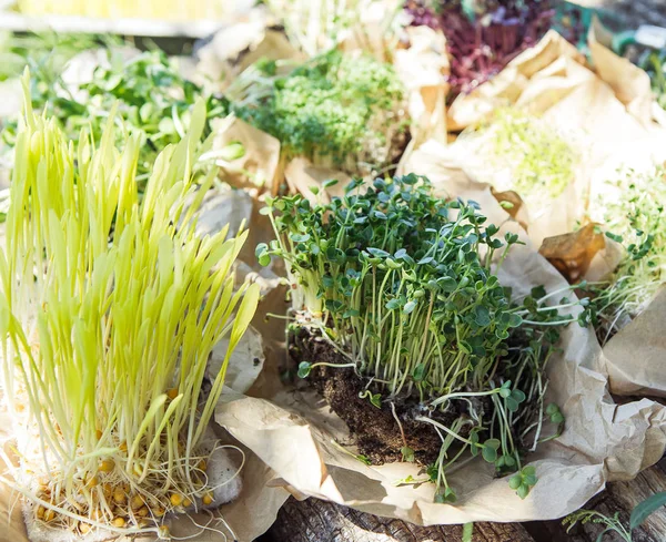 Doğal ışıkta mikroyeşil arka plan