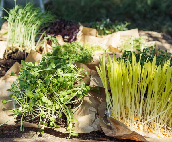 Doğal ışıkta mikroyeşil arka plan