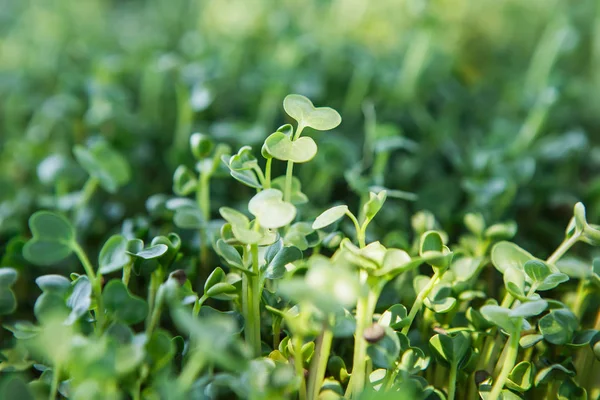 Doğal ışıkta mikroyeşil arka plan