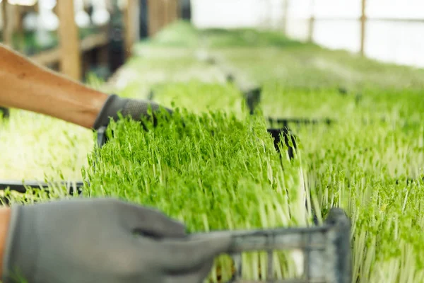 Microgreen background in natural light — Stock Photo, Image