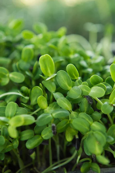 Mikrozielone tło w naturalnym świetle Zdjęcia Stockowe bez tantiem