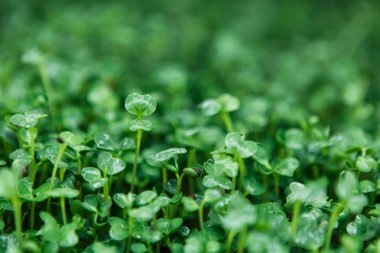 Doğal ışıkta mikroyeşil arka plan