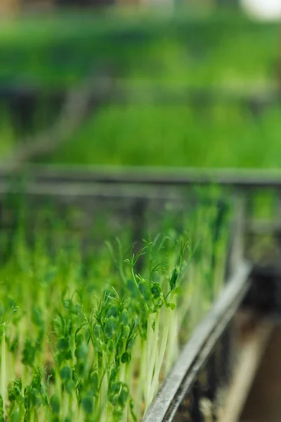 Microgreen background in natural light — Stock Photo, Image