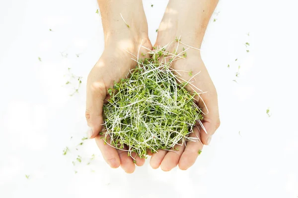 Microgreen in handen op de witte achtergrond — Stockfoto