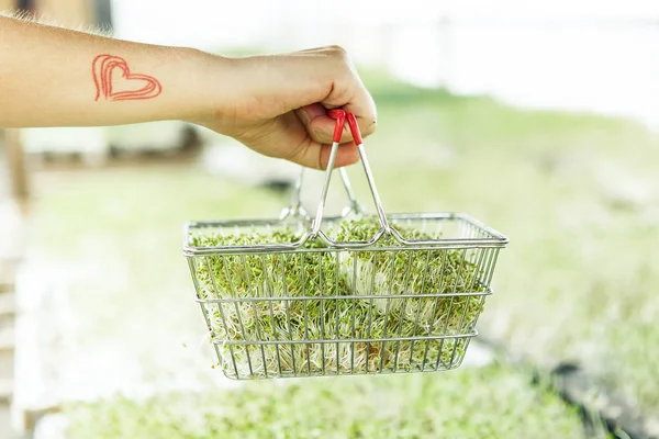 Microgreen in het winkelwagentje — Stockfoto