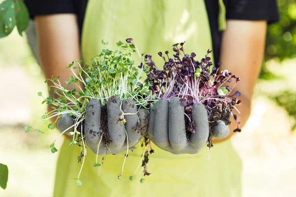 Doğal arka planda elinde microgreen