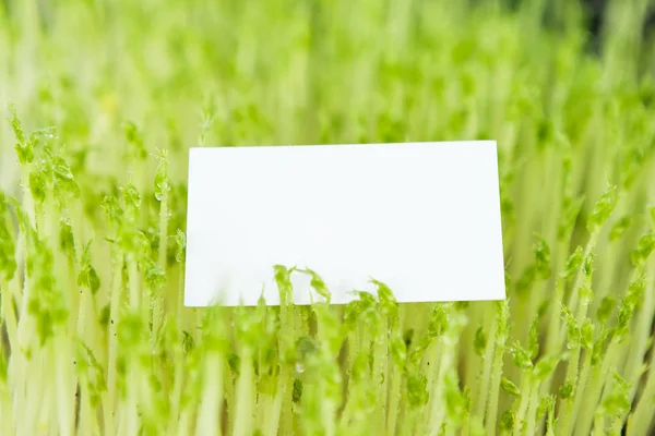 Microgreen with business card — Stock Photo, Image