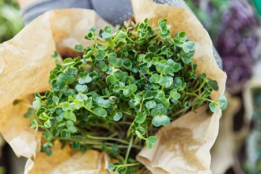 Doğal arka planda elinde microgreen